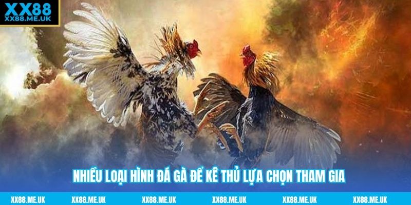 Nhiều loại hình đá gà để kê thủ lựa chọn tham gia